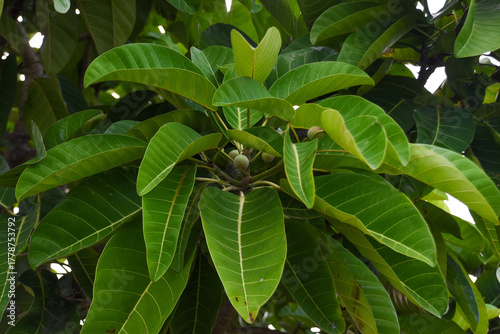 Green leaves of Ficus callosa, a species of tree in the family Moraceae