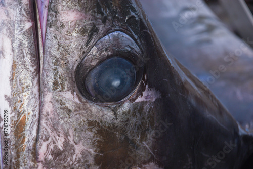 Close up of the head of a swordfish caught by fishermen ready to be sold at the fish market.