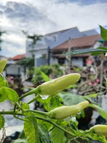 Chili Peppers with Water Droplets