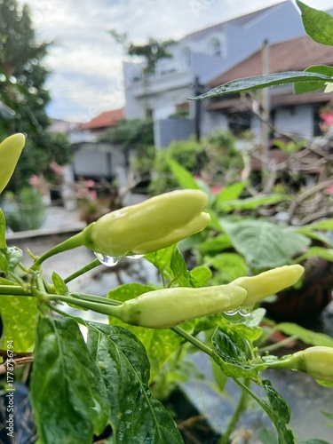 Chili Peppers with Water Droplets