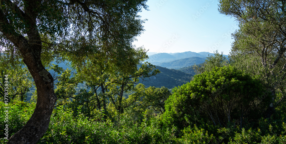 Obraz premium a lush foreground of mixed greenery framing a view of gentle mountain slopes under a clear sky