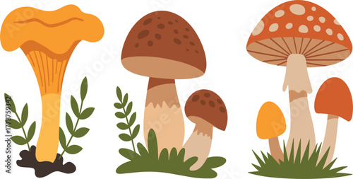 Wild Mushroom Vector Set - Chanterelle, Bolete, and Fly Agaric Fungi - Forest Nature and Foraging Illustration