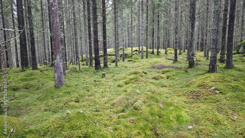 Obraz premium Moss-covered forest floor surrounded by tall trees in a tranquil woodland setting during a cloudy day
