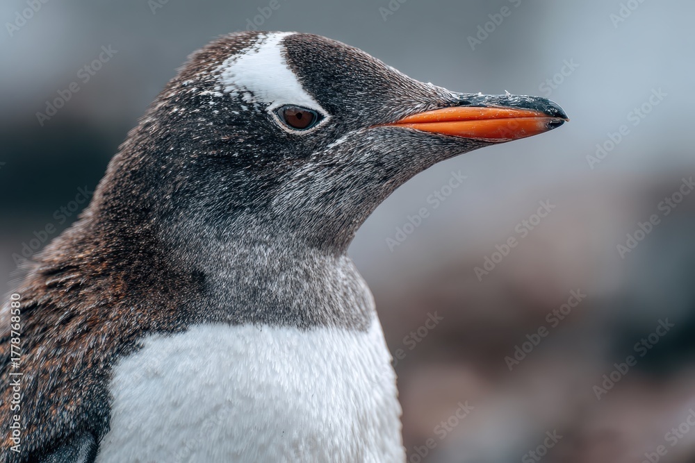 Naklejka premium Profile view of a gentoo penguin showing detailed features in its natural habitat on the Antarctic coastline during daylight hours
