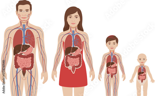 Human Body Internal Organs and Anatomy Vector Set - Circulatory System, Lungs, Liver, and Intestines Diagram - Life Stages