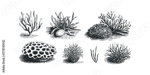 Collection of vintage marine life etchings