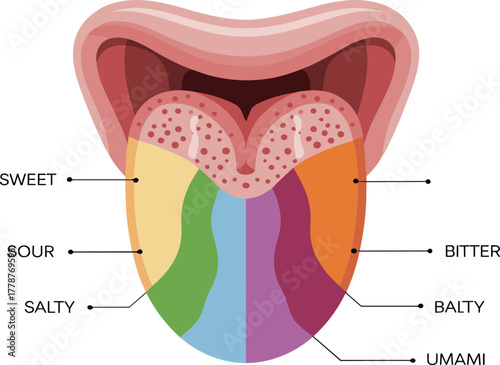 Human Tongue Taste Map Vector Diagram - Sweet, Sour, Salty, Bitter, and Umami Taste Zones - Science of Flavor