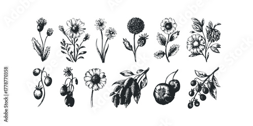 Set of Botanical Sketches