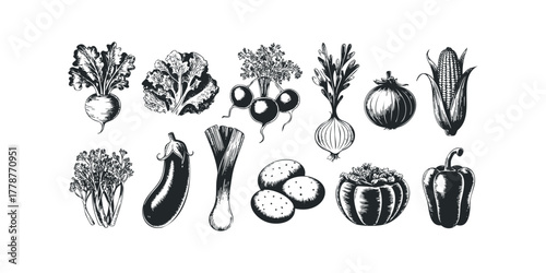 Collection of Hand-Drawn Fresh Vegetables on White Background