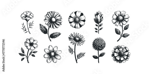 Collection of Hand Drawn Botanical Floral Illustrations