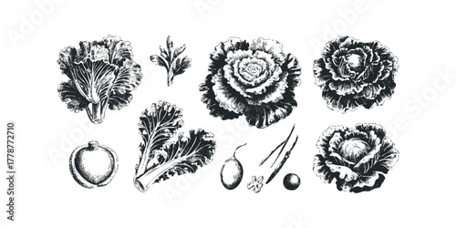 Black and white sketch of various cabbage and lettuce types