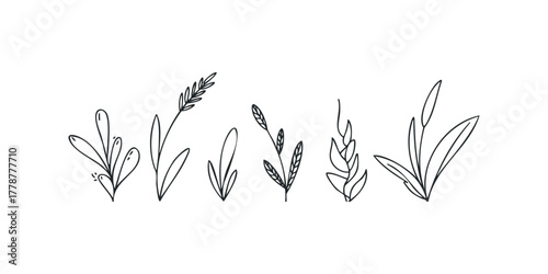 Set of Hand Drawn Botanical Line Art Accents