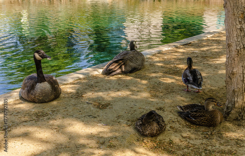 Wild ducks sit on the surface of a pond with reflection and soft sunlight in a park