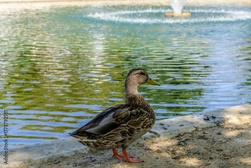 Wild duck standing on pond shore with water reflection and sunlight in tranquil natural scene.