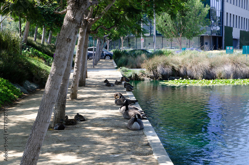 Wild ducks sit on the surface of a pond with reflection and soft sunlight in a park