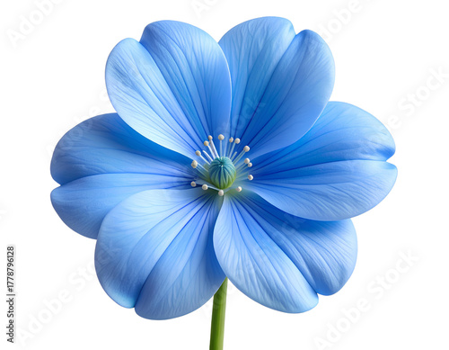 blue flower isolated on white