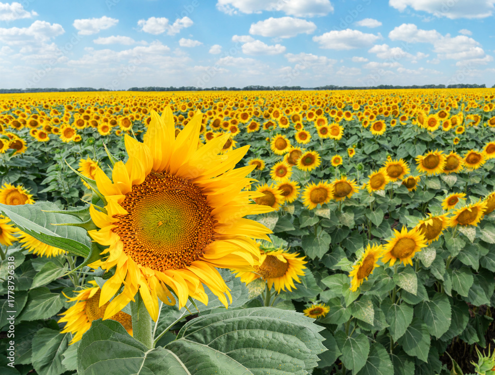 Obraz premium Sunflower blooming head and rows of sunflower plants on sunflower organic field. Blue sky with fluffy white cloups at the background.