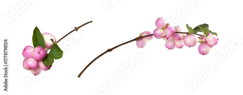 Set of snowberries (Symphor...