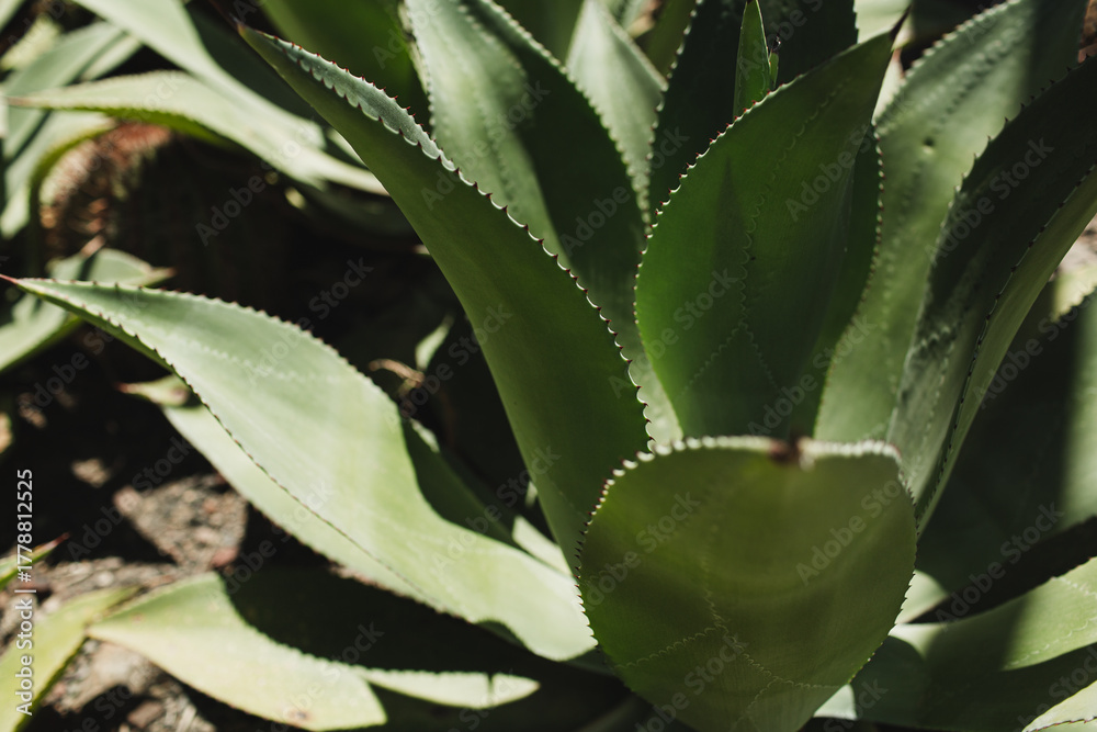 Fototapeta premium Close-Up of Green Agave Plant Leaves