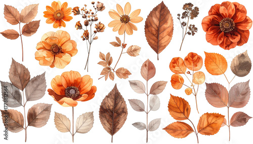 Watercolor autumn botanical plants and flower illustration