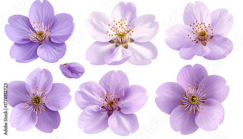 Assortment of pastel purple and white cherry blossom flowers