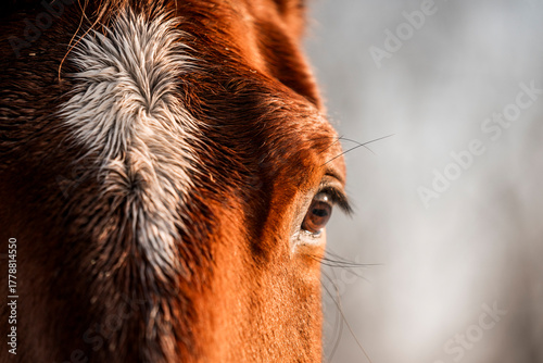 Chestnut horse with a white blaze standing outdoors in a snowy winter forest landscape, wearing a dark blanket, with soft morning light and bare trees in the background