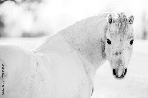 Close-up portrait of a white horse standing in a snowy winter landscape, captured in soft natural light with a blurred background, evoking calmness and rural seasonal beauty