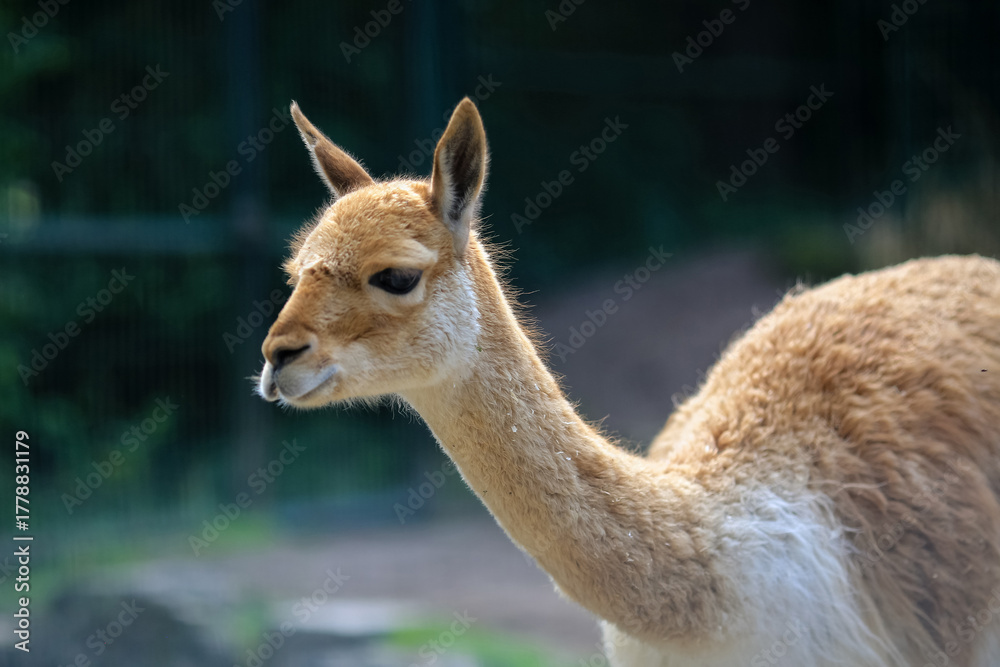 Fototapeta premium Eastern kiang portrait