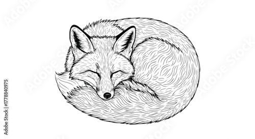 Sleeping fox wildlife minimal vector line art illustration.