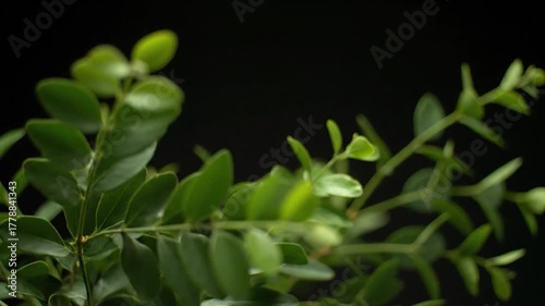Close-up of green plant stems and leaves against a dark background, soft focus
