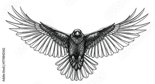 Flying owl wings spread wildlife detailed vector line art illustration.