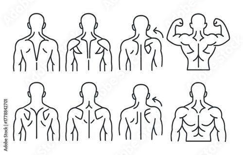 Outline illustrations of male muscle anatomy in various poses
