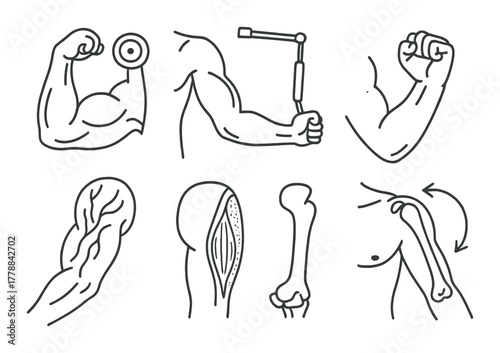 Illustrations of arm anatomy and muscle exercises