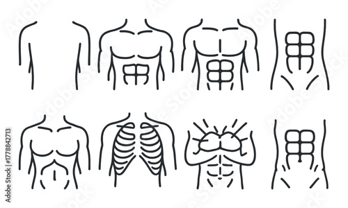 Line art of male torso variations with muscle and rib details