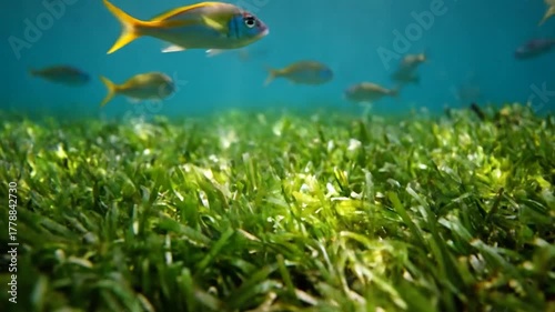 Underwater view showing fish swimming above a vibrant green plant bed in turquoise water