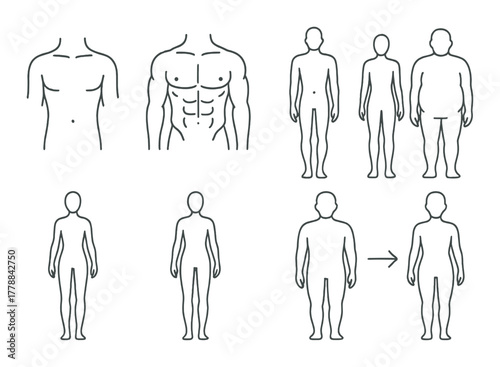 Outline drawings of male body types and anatomy studies