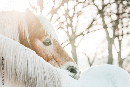 Close-up of a white horse playfully nipping or grooming a chestnut companion in a snowy winter landscape, showing natural equine behavior and social bonding in a rural outdoor setting