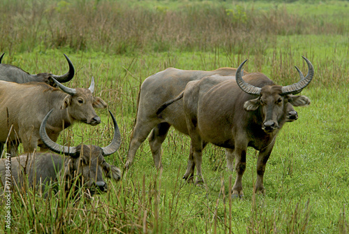 Canvas Print Herd of Wild Water Buffalo in Wetland Habitat, Kaziranga National Park, Assam, I
