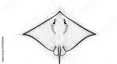 Manta ray marine wildlife minimal vector line art illustration.