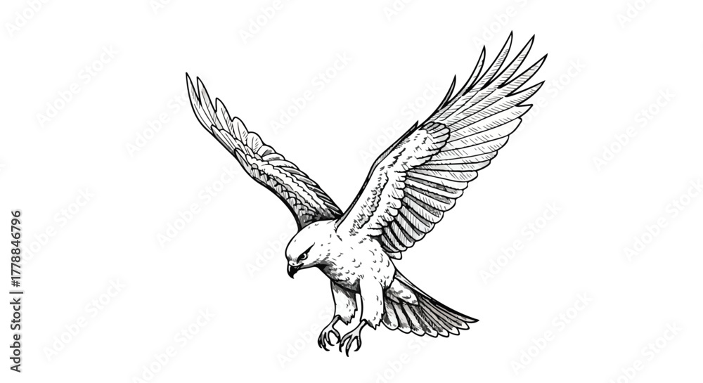 Fototapeta premium Eagle soaring wildlife detailed vector line art illustration.