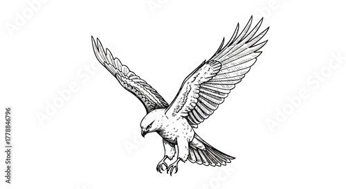 Eagle soaring wildlife detailed vector line art illustration.