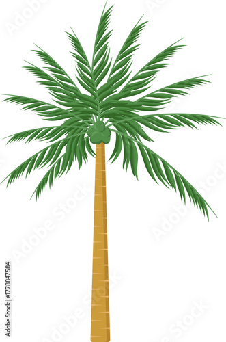 Tropical Coconut Palm Tree Illustration. Isolated Vector Graphic with Green Coconuts and Fronds.
