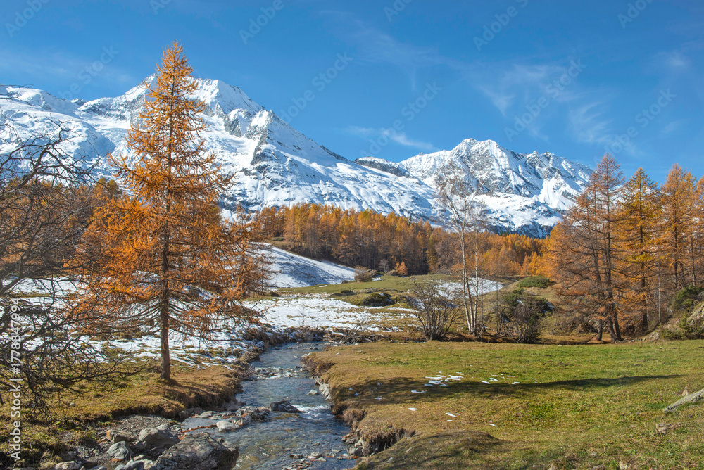 Fototapeta premium beautiful autumnal scenic landscape in alpine valley crossing by a river with golden larch trees in forest and snowy mountain range background in tarentaise, savoie france