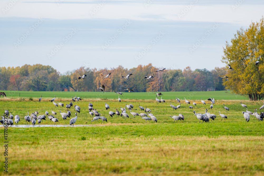 Obraz premium Cranes Resting and Flying at a Meadow Pond in Morning Light, Mecklenburg-Western Pomerania