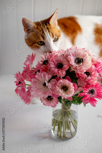 Ginger and white domestic cat curiously smelling a vibrant bouquet of fresh pink anemone flowers arranged in a clear glass vase on a white table, creating cheerful spring scene, allergy