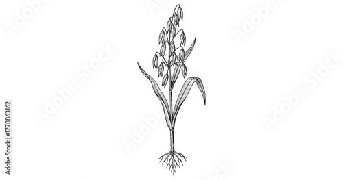 Detailed black and white botanical drawing of an oat plant with roots