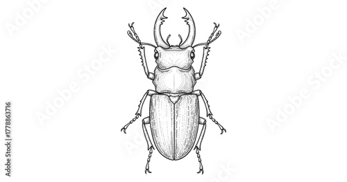 Intricate stag beetle line art for nature and insect design projects
