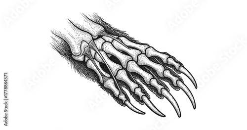 Intricate skeletal paw with claws in detailed black and white line art
