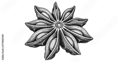 Detailed vintage engraving of star anise spice on white background