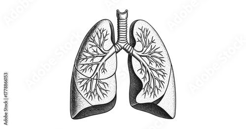 Detailed anatomical drawing of human lungs with trachea and bronchial tree